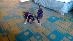 WP_20130806_019-DogsPlaying.jpg